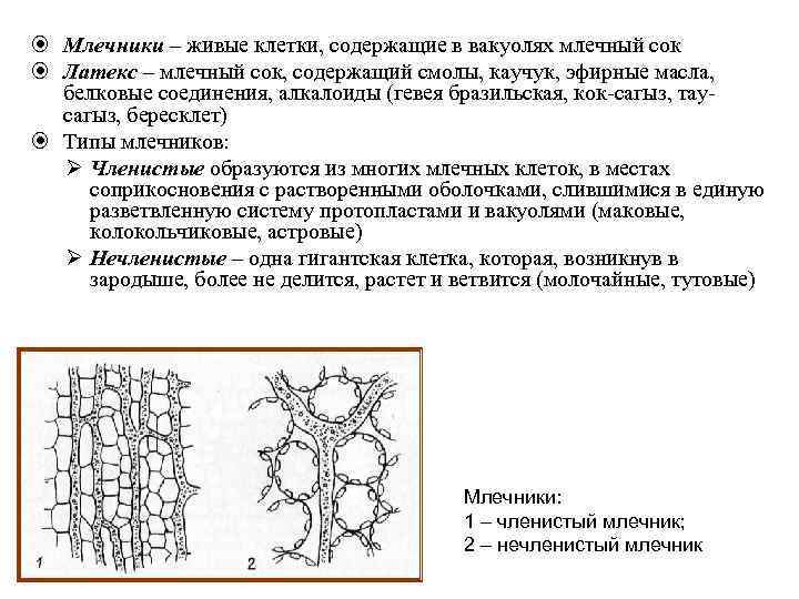  Млечники – живые клетки, содержащие в вакуолях млечный сок Латекс – млечный сок,