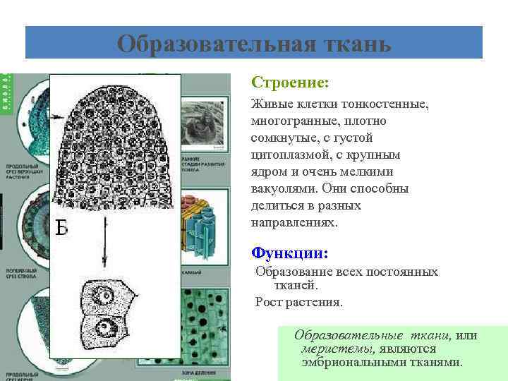 Образовательная ткань особенности