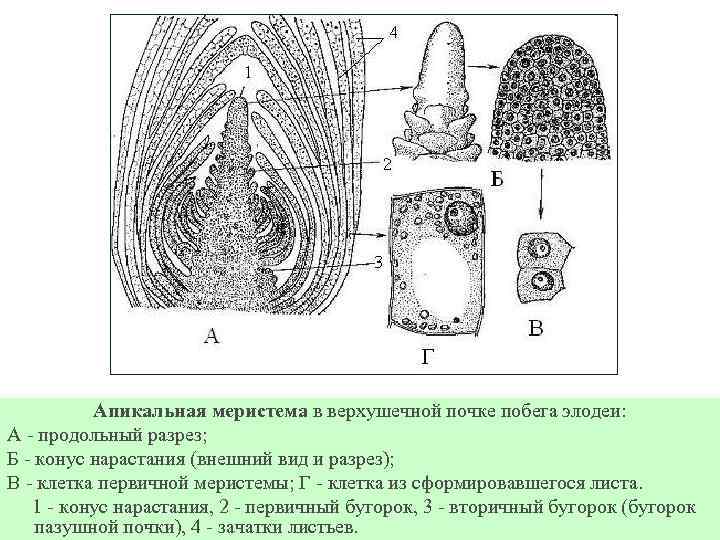 Апикальная меристема в верхушечной почке побега элодеи: А - продольный разрез; Б - конус