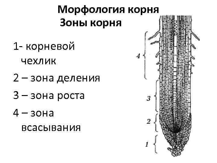 Морфология корня Зоны корня 1 - корневой чехлик 2 – зона деления 3 –