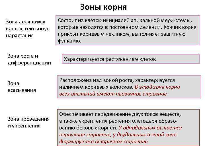 Зоны корня Зона делящихся клеток, или конус нарастания Зона роста и дифференциации Зона всасывания