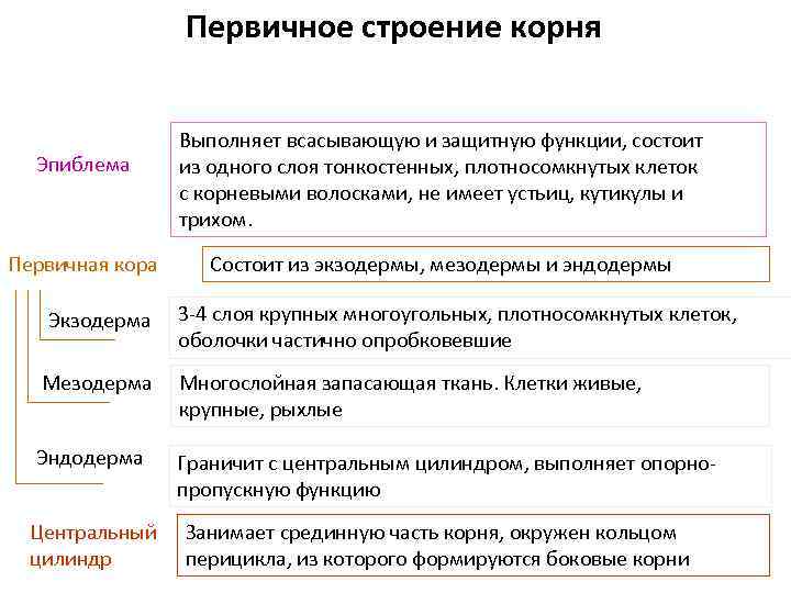 Первичное строение корня Эпиблема Первичная кора Выполняет всасывающую и защитную функции, состоит из одного