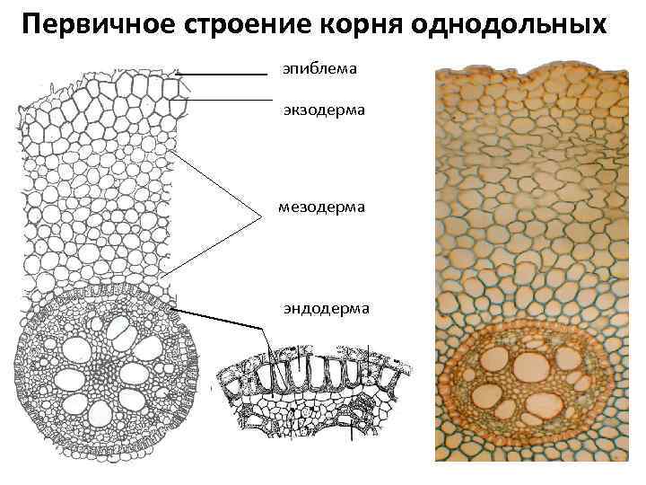 Первичное строение корня однодольных эпиблема экзодерма мезодерма эндодерма 