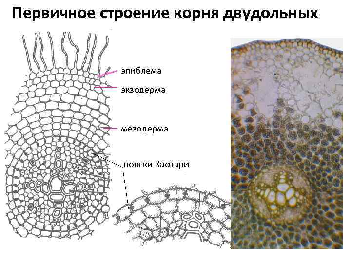 Первичное строение корня двудольных эпиблема экзодерма мезодерма пояски Каспари 