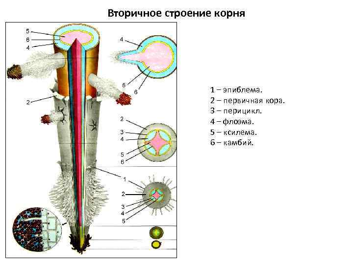 Вторичное строение корня 1 – эпиблема. 2 – первичная кора. 3 – перицикл. 4