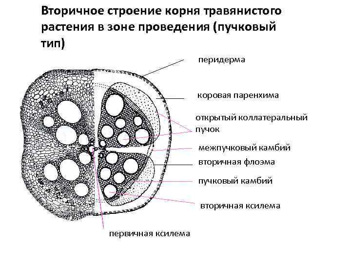 Вторичное строение корня травянистого растения в зоне проведения (пучковый тип) перидерма коровая паренхима открытый