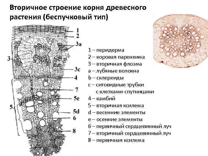 Вторичное строение корня древесного растения (беспучковый тип) 1 – перидерма 2 – коровая паренхима