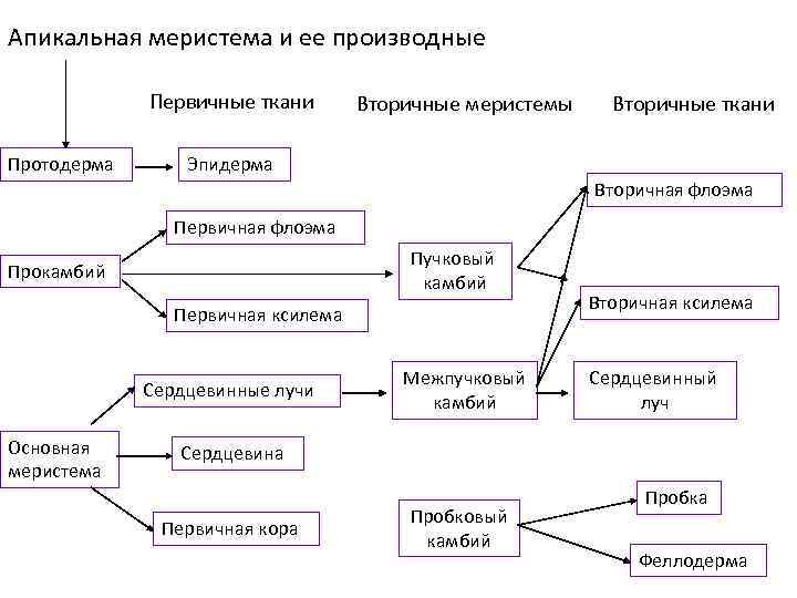 Апикальная меристема и ее производные Первичные ткани Протодерма Вторичные меристемы Вторичные ткани Эпидерма Вторичная