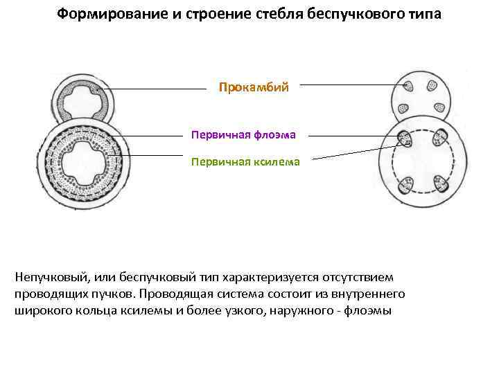 Формирование и строение стебля беспучкового типа Прокамбий Первичная флоэма Первичная ксилема Непучковый, или беспучковый