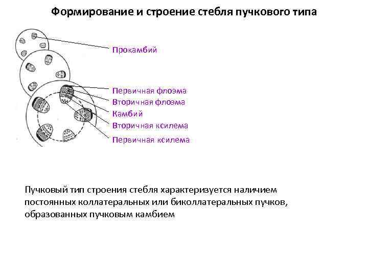 Формирование и строение стебля пучкового типа Прокамбий Первичная флоэма Вторичная флоэма Камбий Вторичная ксилема