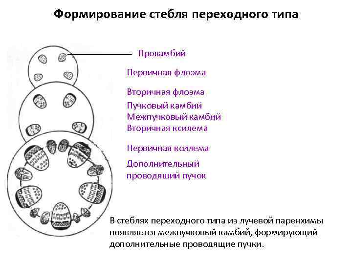 Формирование стебля переходного типа Прокамбий Первичная флоэма Вторичная флоэма Пучковый камбий Межпучковый камбий Вторичная