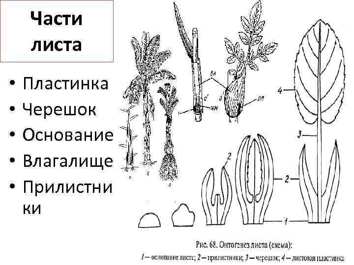 Рассмотрите изображения растений кукуруза дурман обыкновенный порфира пестрая