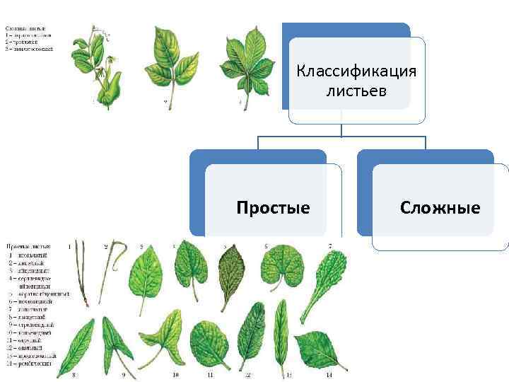 Какие растения сложные. Подорожник простой или сложный лист. Листья растений классификация. Классификация простых и сложных листьев. Классификация простых листьев.