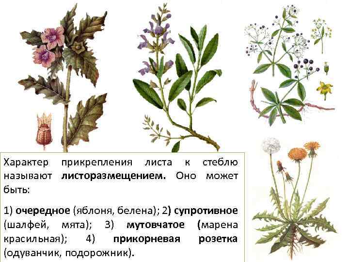 Характер прикрепления листа к стеблю называют листоразмещением. Оно может быть: 1) очередное (яблоня, белена);