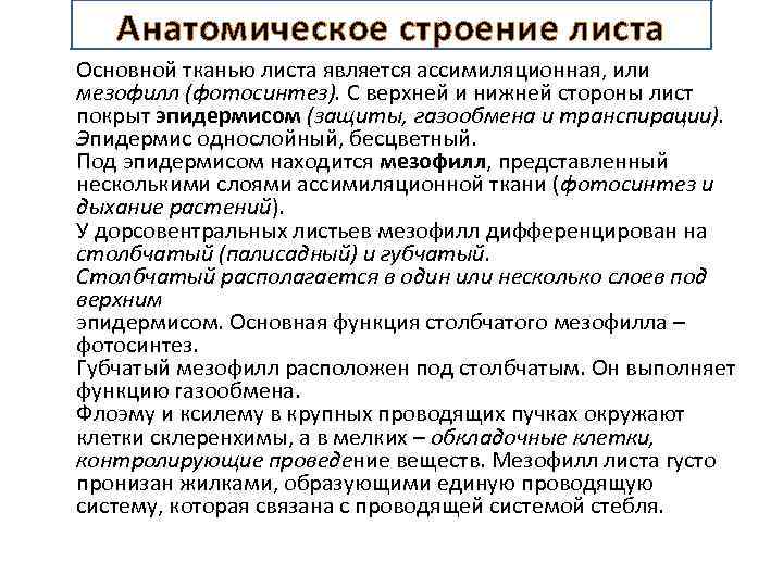 Анатомическое строение листа Основной тканью листа является ассимиляционная, или мезофилл (фотосинтез). С верхней и