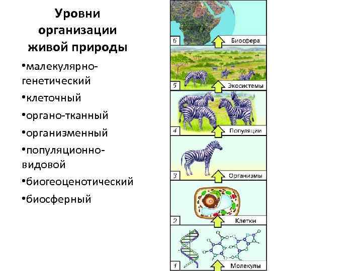 Уровни организации живой природы • малекулярногенетический • клеточный • органо-тканный • организменный • популяционновидовой