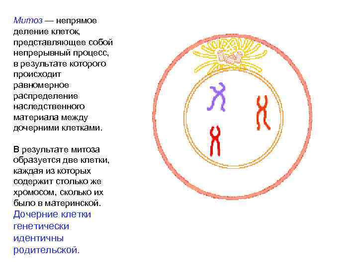 Митоз — непрямое деление клеток, представляющее собой непрерывный процесс, в результате которого происходит равномерное