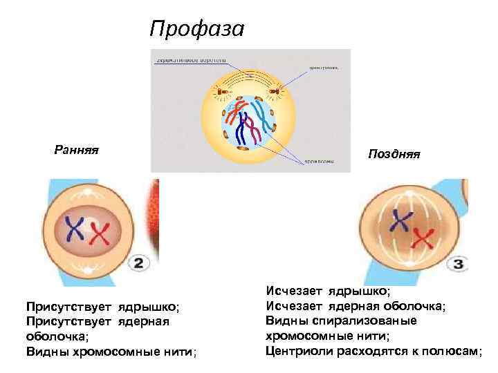 Профаза Ранняя Присутствует ядрышко; Присутствует ядерная оболочка; Видны хромосомные нити; Поздняя Исчезает ядрышко; Исчезает
