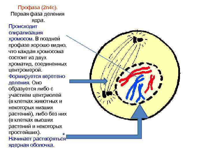 Разрушение нитей веретена деления растворение ядерной оболочки