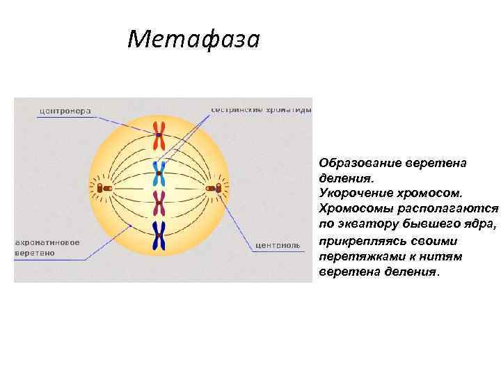 Метафаза Образование веретена деления. Укорочение хромосом. Хромосомы располагаются по экватору бывшего ядра, прикрепляясь своими