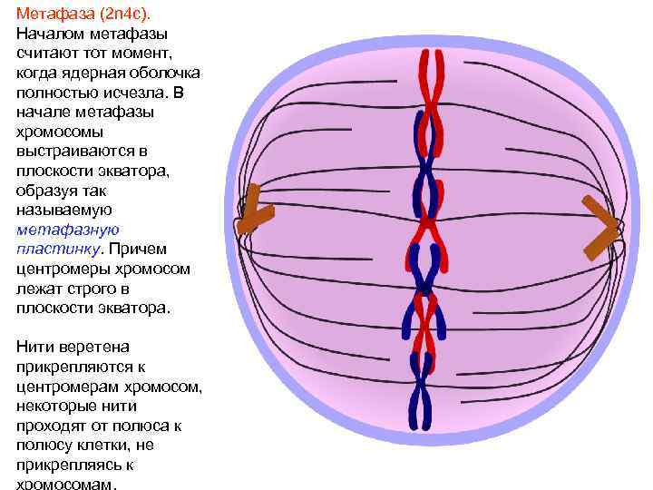 Метафаза (2 n 4 c). Началом метафазы считают тот момент, когда ядерная оболочка полностью