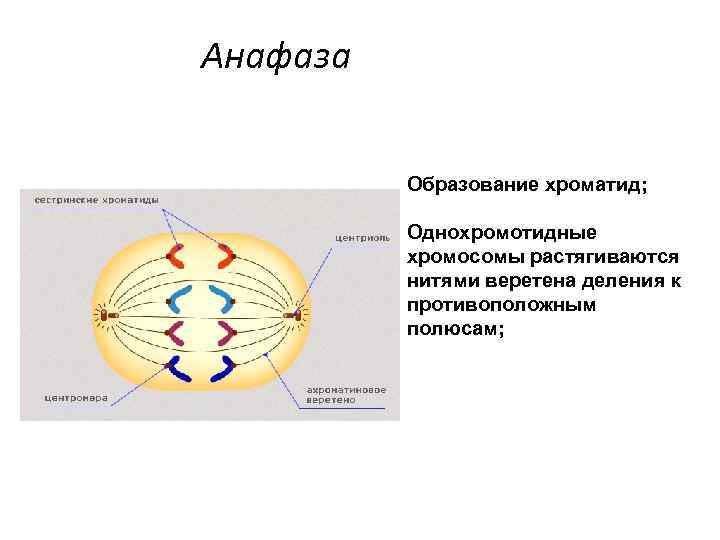 Анафаза Образование хроматид; Однохромотидные хромосомы растягиваются нитями веретена деления к противоположным полюсам; 
