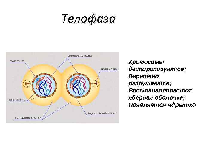 Телофаза Хромосомы деспирализуются; Веретено разрушается; Восстанавливается ядерная оболочка; Появляется ядрышко 