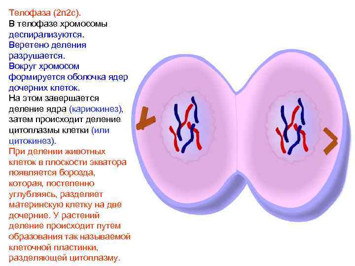 Телофаза (2 n 2 c). В телофазе хромосомы деспирализуются. Веретено деления разрушается. Вокруг хромосом