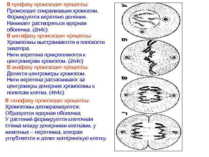 В профазу происходят процессы: Происходит спирализация хромосом. Формируется веретено деления. Начинает растворяться ядерная оболочка.