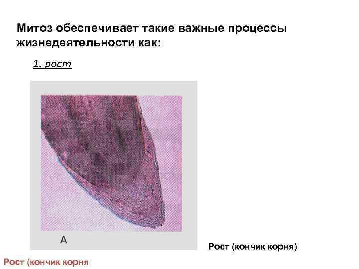 Митоз обеспечивает такие важные процессы жизнедеятельности как: 1. рост Рост (кончик корня) Рост (кончик