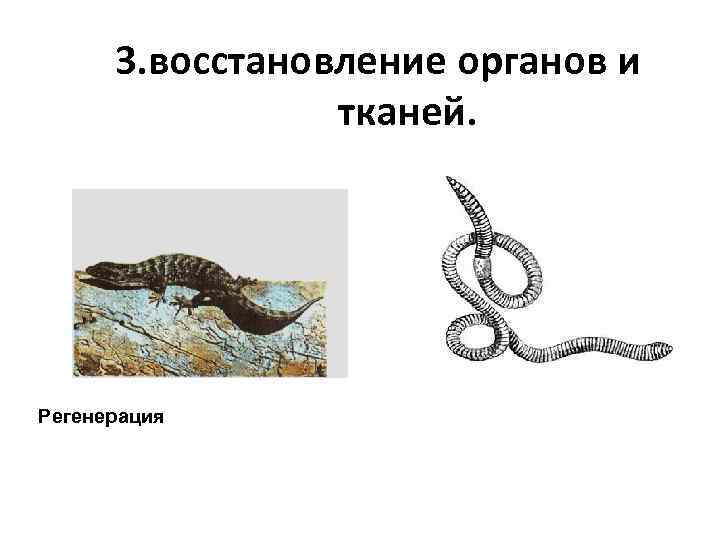 3. восстановление органов и тканей. Регенерация 