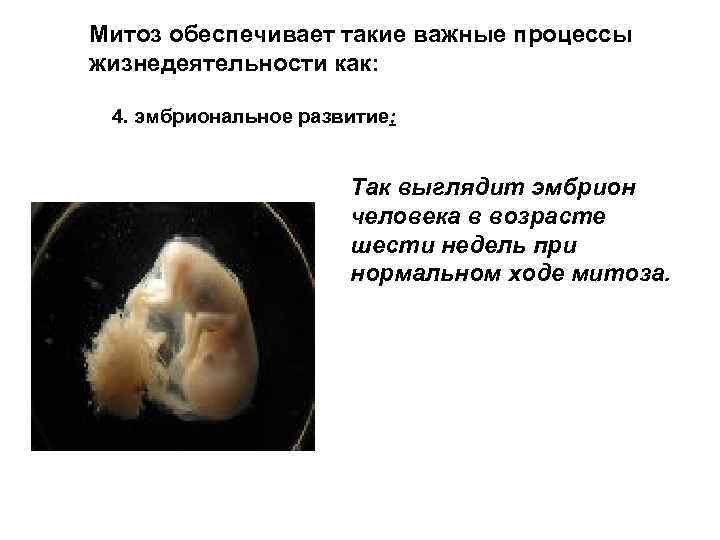 Митоз обеспечивает такие важные процессы жизнедеятельности как: 4. эмбриональное развитие; Так выглядит эмбрион человека