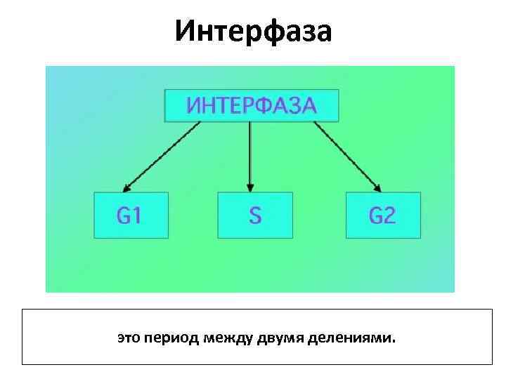 Интерфаза это период между двумя делениями. 