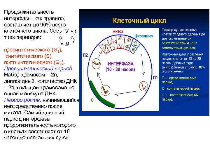 Продолжительность интерфазы, как правило, составляет до 90% всего клеточного цикла. Состоит из трех периодов: