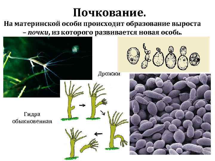 Почкование. На материнской особи происходит образование выроста – почки, из которого развивается новая особь.