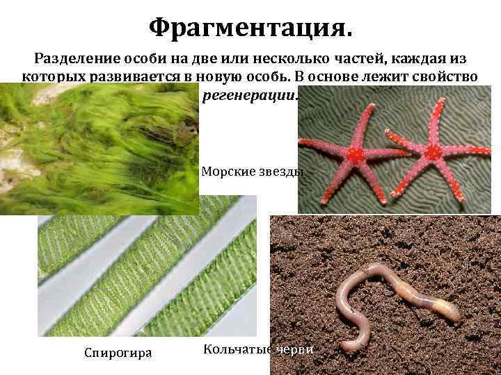 Фрагментация. Разделение особи на две или несколько частей, каждая из которых развивается в новую