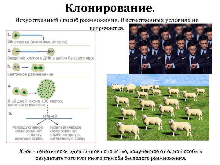 Клонирование. Искусственный способ размножения. В естественных условиях не встречается. Клон – генетически идентичное потомство,