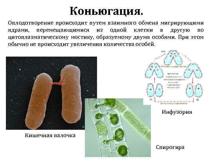 Коньюгация. Оплодотворение происходит путем взаимного обмена мигрирующими ядрами, перемещающимися из одной клетки в другую
