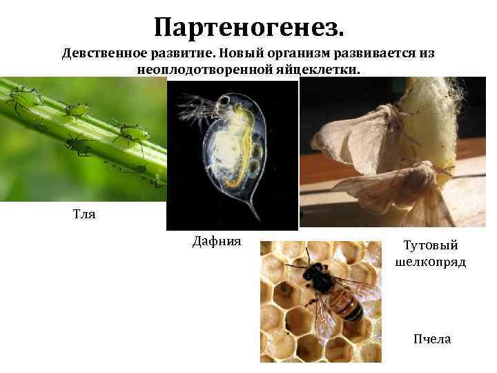 Партеногенез. Девственное развитие. Новый организм развивается из неоплодотворенной яйцеклетки. Тля Дафния Тутовый шелкопряд Пчела