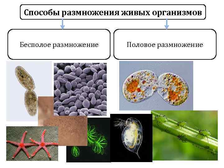 Способы размножения живых организмов Бесполое размножение Половое размножение 