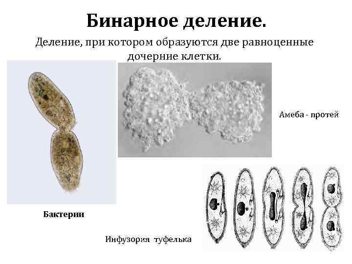 Бинарное деление. Деление, при котором образуются две равноценные дочерние клетки. Амеба - протей Бактерии