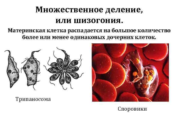 Материнская клетка. Шизогония трипаносомы. Шизогония это бесполое размножение. Бесполое размножение споровиков. Способы бесполого размножения шизогония.