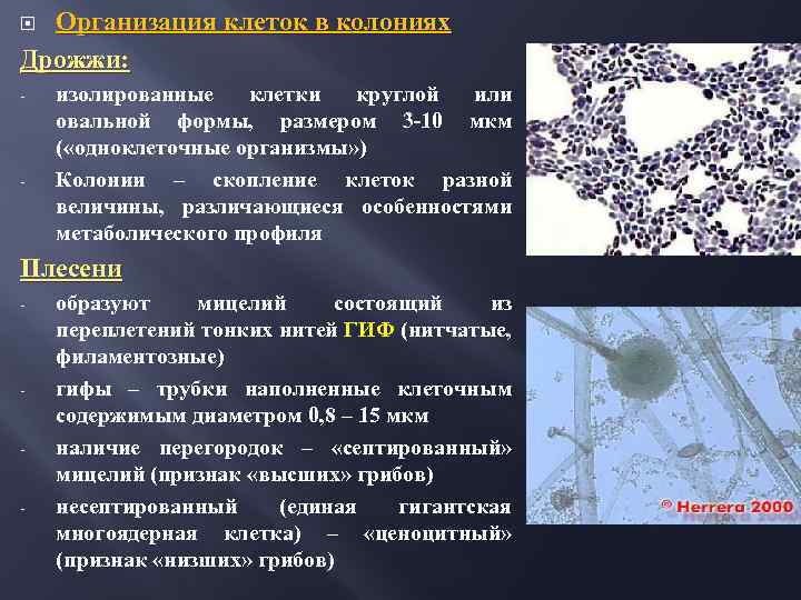 Организация клеток в колониях Дрожжи: - - изолированные клетки круглой или овальной формы, размером