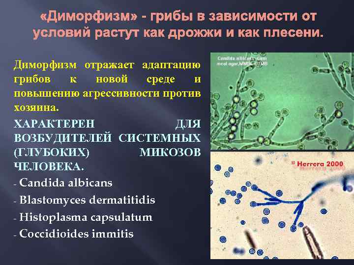 «Диморфизм» - грибы в зависимости от условий растут как дрожжи и как плесени.
