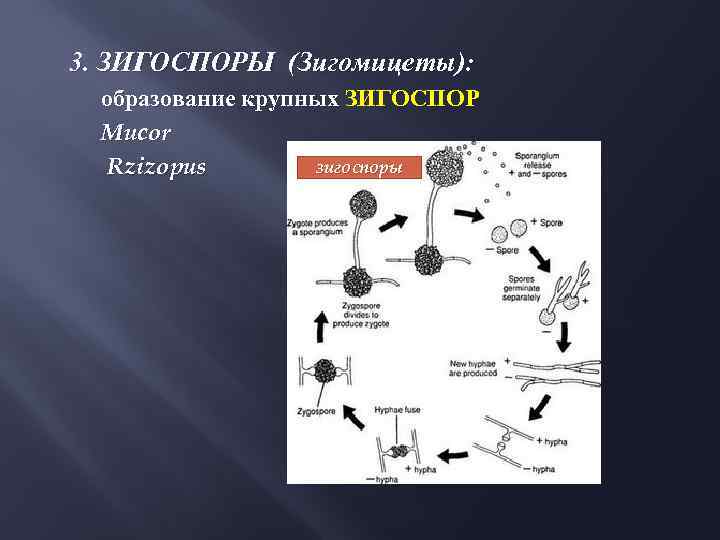 3. ЗИГОСПОРЫ (Зигомицеты): образование крупных ЗИГОСПОР Mucor зигоспоры Rzizopus 
