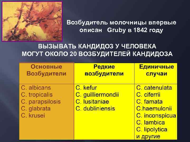 Возбудитель молочницы впервые описан Gruby в 1842 году ВЫЗЫВАТЬ КАНДИДОЗ У ЧЕЛОВЕКА МОГУТ ОКОЛО