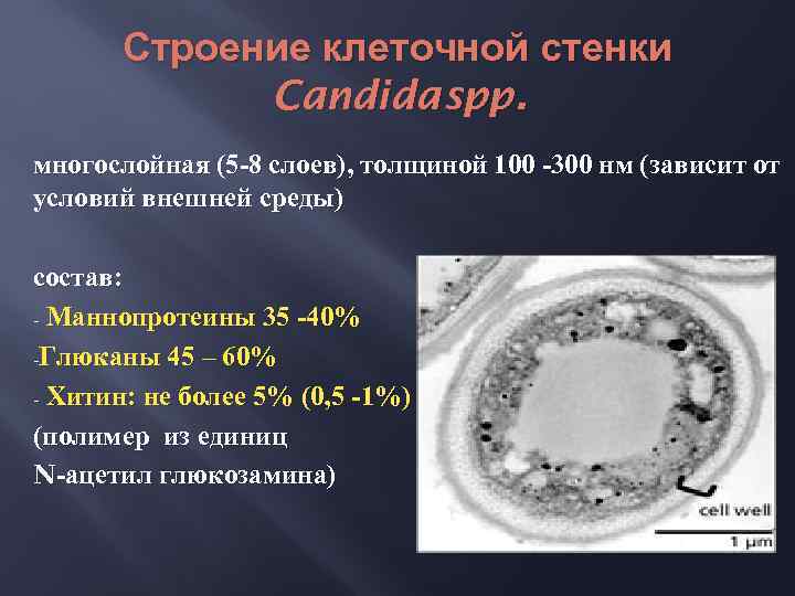 Строение клеточной стенки Candida spp. многослойная (5 -8 слоев), толщиной 100 -300 нм (зависит