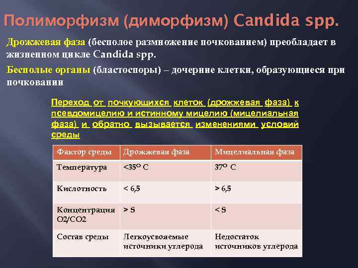 Полиморфизм (диморфизм) Candida spp. Дрожжевая фаза (бесполое размножение почкованием) преобладает в жизненном цикле Candida