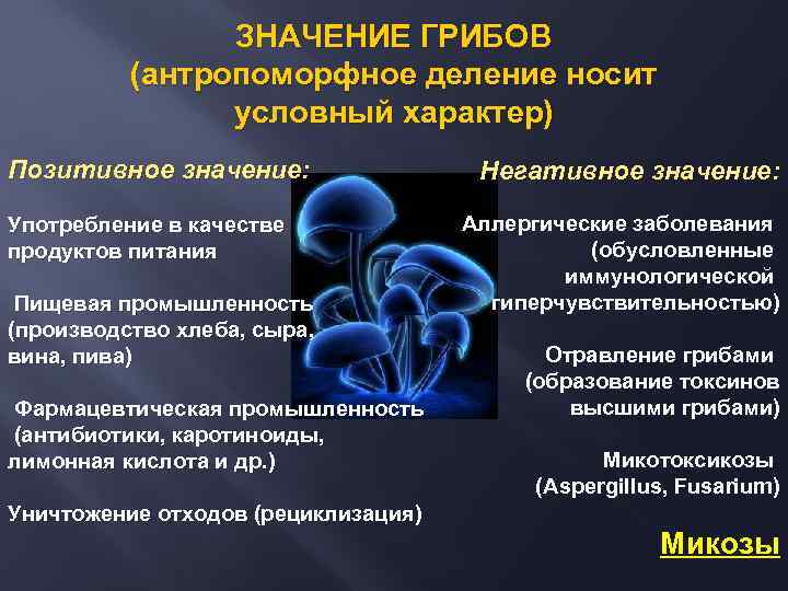 ЗНАЧЕНИЕ ГРИБОВ (антропоморфное деление носит условный характер) Позитивное значение: Употребление в качестве продуктов питания
