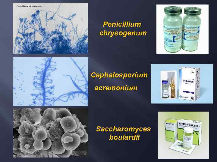 Penicillium chrysogenum Cephalosporium acremonium Saccharomyces boulardii 